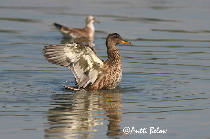Avainsanat: Ànec griset Knarand Krakeend Gadwall Rääkspart Harmaasorsa Canard chipeau Schnatterente Kendermagos réce Gargönd Snadderand Frisada Anas strepera Anade Friso Snatterand