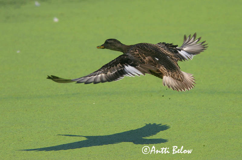 Avainsanat: Ànec griset Knarand Krakeend Gadwall Rääkspart Harmaasorsa Canard chipeau Schnatterente Kendermagos réce Gargönd Snadderand Frisada Anas strepera Anade Friso Snatterand