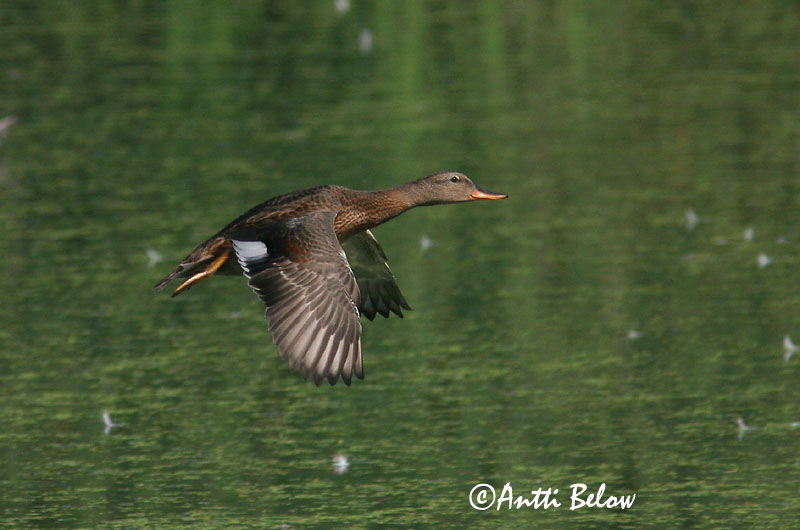 Avainsanat: Ànec griset Knarand Krakeend Gadwall Rääkspart Harmaasorsa Canard chipeau Schnatterente Kendermagos réce Gargönd Snadderand Frisada Anas strepera Anade Friso Snatterand