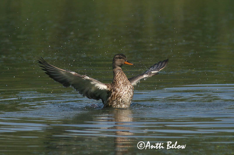 Avainsanat: Ànec griset Knarand Krakeend Gadwall Rääkspart Harmaasorsa Canard chipeau Schnatterente Kendermagos réce Gargönd Snadderand Frisada Anas strepera Anade Friso Snatterand