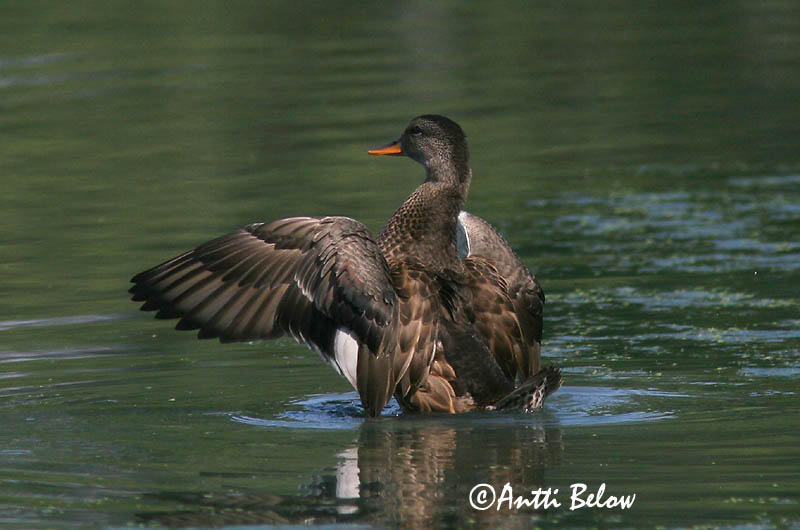 Avainsanat: Ànec griset Knarand Krakeend Gadwall Rääkspart Harmaasorsa Canard chipeau Schnatterente Kendermagos réce Gargönd Snadderand Frisada Anas strepera Anade Friso Snatterand