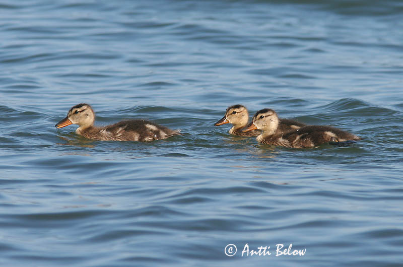 Avainsanat: Ànec griset Knarand Krakeend Gadwall Rääkspart Harmaasorsa Canard chipeau Schnatterente Kendermagos réce Gargönd Snadderand Frisada Anas strepera Anade Friso Snatterand