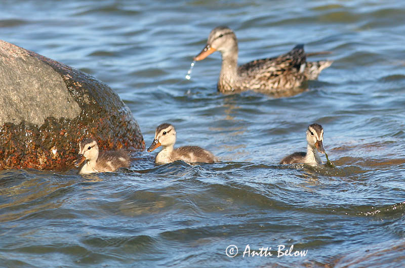 Avainsanat: Ànec griset Knarand Krakeend Gadwall Rääkspart Harmaasorsa Canard chipeau Schnatterente Kendermagos réce Gargönd Snadderand Frisada Anas strepera Anade Friso Snatterand