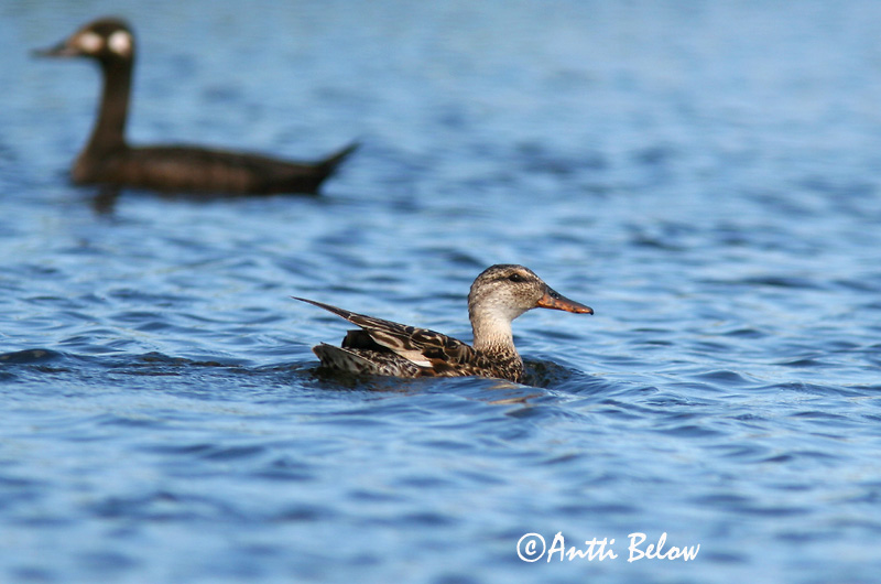 Avainsanat: Ànec griset Knarand Krakeend Gadwall Rääkspart Harmaasorsa Canard chipeau Schnatterente Kendermagos réce Gargönd Snadderand Frisada Anas strepera Anade Friso Snatterand