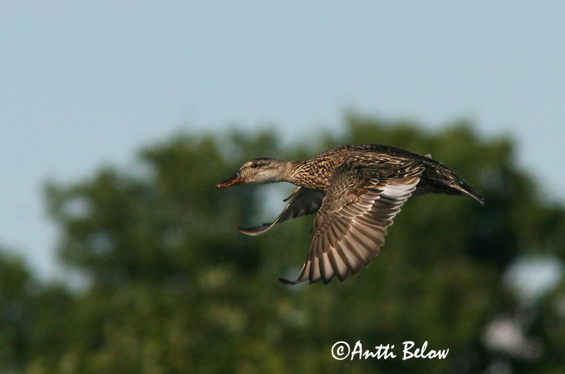 Avainsanat: Ànec griset Knarand Krakeend Gadwall Rääkspart Harmaasorsa Canard chipeau Schnatterente Kendermagos réce Gargönd Snadderand Frisada Anas strepera Anade Friso Snatterand