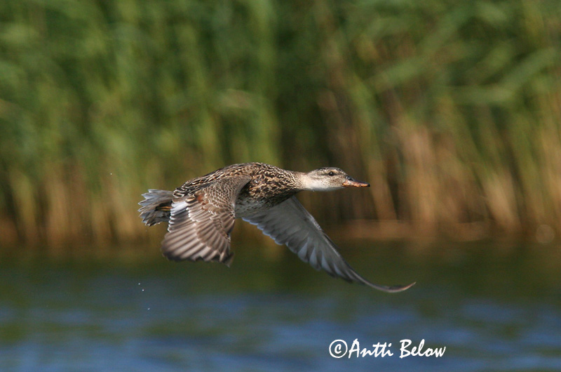 Avainsanat: Ànec griset Knarand Krakeend Gadwall Rääkspart Harmaasorsa Canard chipeau Schnatterente Kendermagos réce Gargönd Snadderand Frisada Anas strepera Anade Friso Snatterand