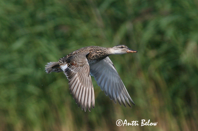 Avainsanat: Ànec griset Knarand Krakeend Gadwall Rääkspart Harmaasorsa Canard chipeau Schnatterente Kendermagos réce Gargönd Snadderand Frisada Anas strepera Anade Friso Snatterand