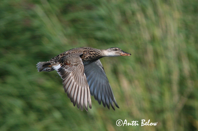 Avainsanat: Ànec griset Knarand Krakeend Gadwall Rääkspart Harmaasorsa Canard chipeau Schnatterente Kendermagos réce Gargönd Snadderand Frisada Anas strepera Anade Friso Snatterand
