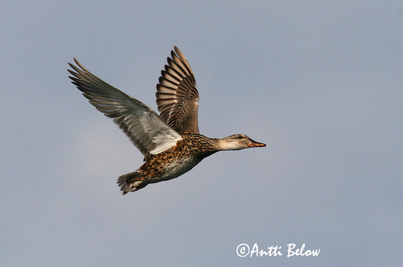 Avainsanat: Ànec griset Knarand Krakeend Gadwall Rääkspart Harmaasorsa Canard chipeau Schnatterente Kendermagos réce Gargönd Snadderand Frisada Anas strepera Anade Friso Snatterand