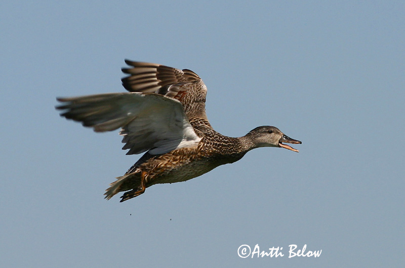 Avainsanat: Ànec griset Knarand Krakeend Gadwall Rääkspart Harmaasorsa Canard chipeau Schnatterente Kendermagos réce Gargönd Snadderand Frisada Anas strepera Anade Friso Snatterand