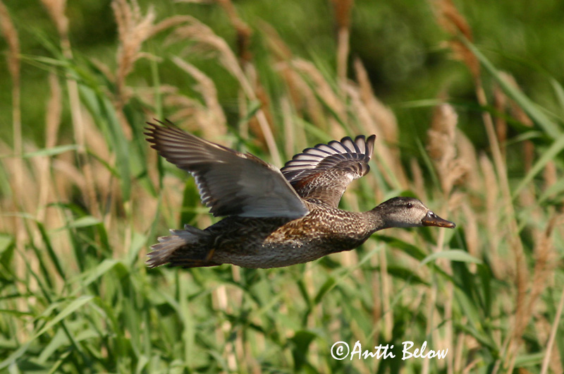 Avainsanat: Ànec griset Knarand Krakeend Gadwall Rääkspart Harmaasorsa Canard chipeau Schnatterente Kendermagos réce Gargönd Snadderand Frisada Anas strepera Anade Friso Snatterand