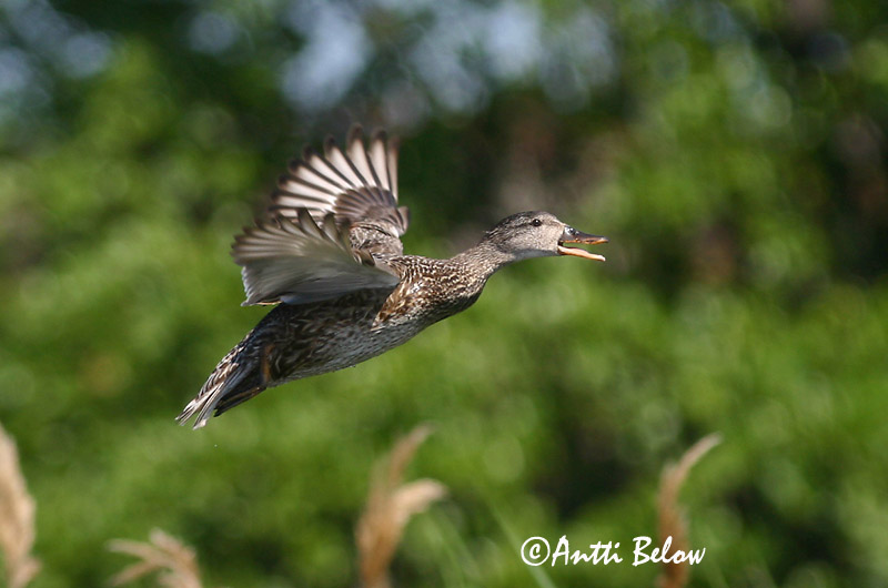 Avainsanat: Ànec griset Knarand Krakeend Gadwall Rääkspart Harmaasorsa Canard chipeau Schnatterente Kendermagos réce Gargönd Snadderand Frisada Anas strepera Anade Friso Snatterand