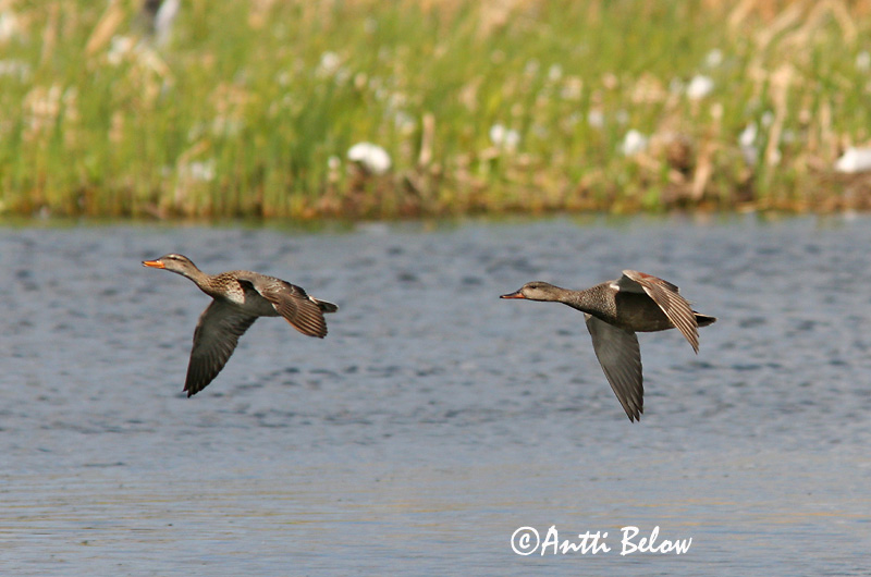 Avainsanat: Ànec griset Knarand Krakeend Gadwall Rääkspart Harmaasorsa Canard chipeau Schnatterente Kendermagos réce Gargönd Snadderand Frisada Anas strepera Anade Friso Snatterand