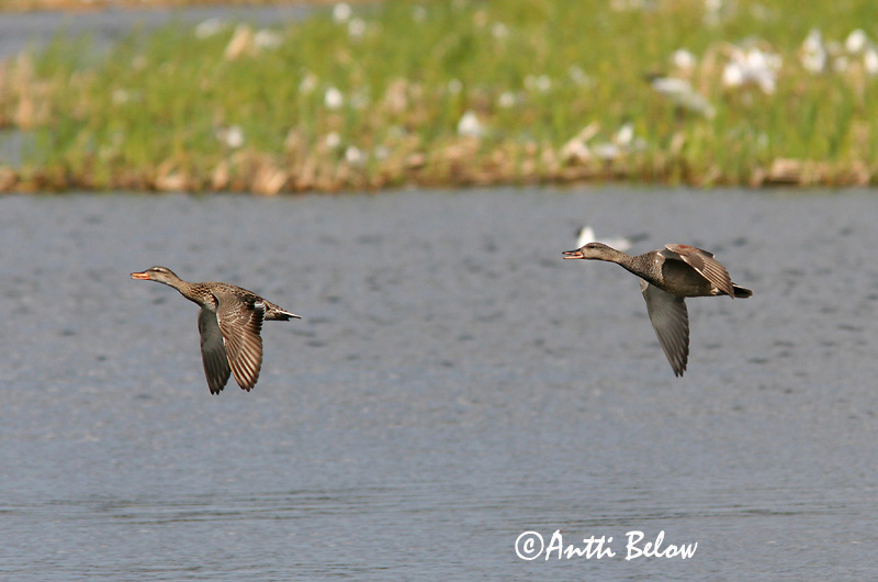 Avainsanat: Ànec griset Knarand Krakeend Gadwall Rääkspart Harmaasorsa Canard chipeau Schnatterente Kendermagos réce Gargönd Snadderand Frisada Anas strepera Anade Friso Snatterand