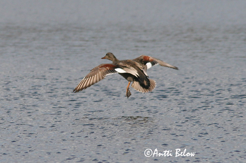 Avainsanat: Ànec griset Knarand Krakeend Gadwall Rääkspart Harmaasorsa Canard chipeau Schnatterente Kendermagos réce Gargönd Snadderand Frisada Anas strepera Anade Friso Snatterand