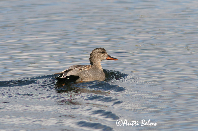Avainsanat: Ànec griset Knarand Krakeend Gadwall Rääkspart Harmaasorsa Canard chipeau Schnatterente Kendermagos réce Gargönd Snadderand Frisada Anas strepera Anade Friso Snatterand