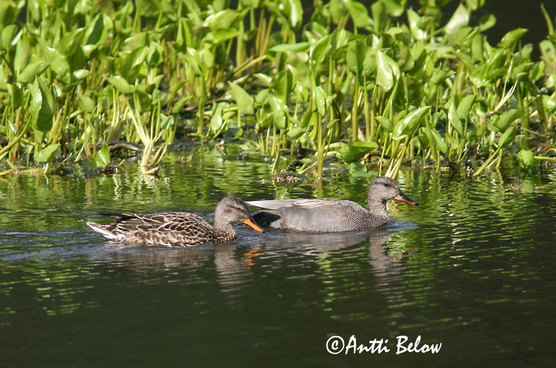 Avainsanat: Ànec griset Knarand Krakeend Gadwall Rääkspart Harmaasorsa Canard chipeau Schnatterente Kendermagos réce Gargönd Snadderand Frisada Anas strepera Anade Friso Snatterand