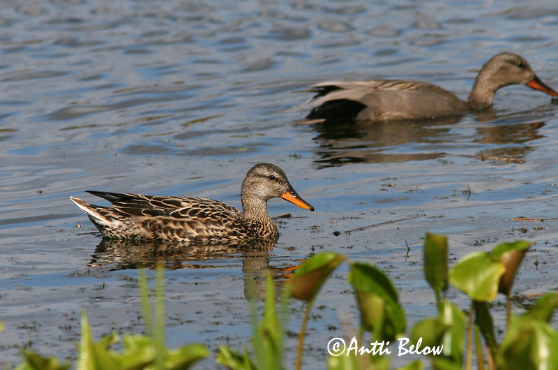 Avainsanat: Ànec griset Knarand Krakeend Gadwall Rääkspart Harmaasorsa Canard chipeau Schnatterente Kendermagos réce Gargönd Snadderand Frisada Anas strepera Anade Friso Snatterand