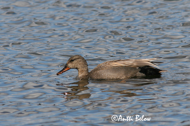 Avainsanat: Ànec griset Knarand Krakeend Gadwall Rääkspart Harmaasorsa Canard chipeau Schnatterente Kendermagos réce Gargönd Snadderand Frisada Anas strepera Anade Friso Snatterand