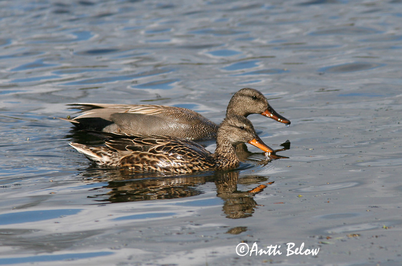 Avainsanat: Ànec griset Knarand Krakeend Gadwall Rääkspart Harmaasorsa Canard chipeau Schnatterente Kendermagos réce Gargönd Snadderand Frisada Anas strepera Anade Friso Snatterand