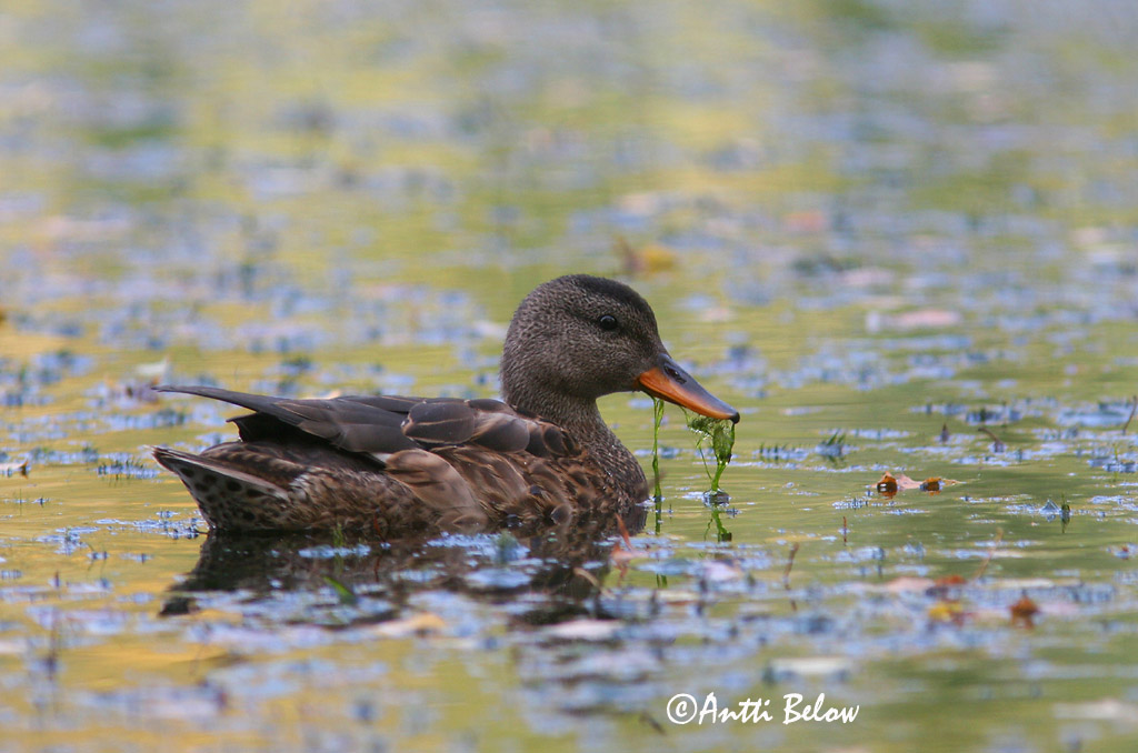 Avainsanat: Ànec griset Knarand Krakeend Gadwall Rääkspart Harmaasorsa Canard chipeau Schnatterente Kendermagos réce Gargönd Snadderand Frisada Anas strepera Anade Friso Snatterand
