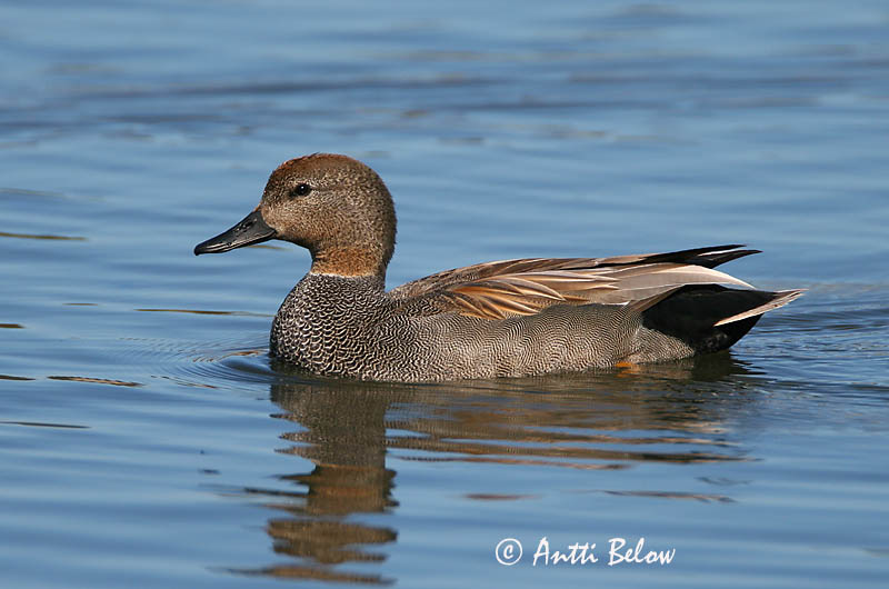 Avainsanat: Ànec griset Knarand Krakeend Gadwall Rääkspart Harmaasorsa Canard chipeau Schnatterente Kendermagos réce Gargönd Snadderand Frisada Anas strepera Anade Friso Snatterand