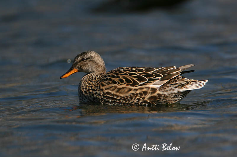 Avainsanat: Ànec griset Knarand Krakeend Gadwall Rääkspart Harmaasorsa Canard chipeau Schnatterente Kendermagos réce Gargönd Snadderand Frisada Anas strepera Anade Friso Snatterand