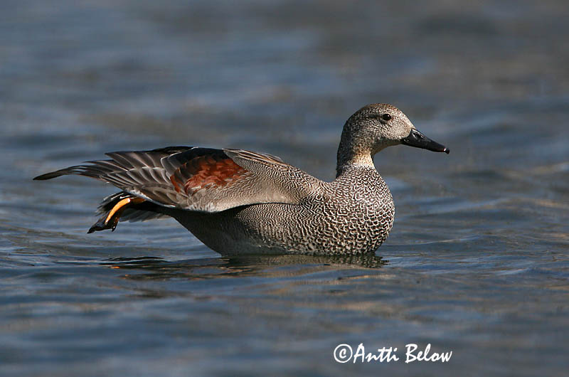 Avainsanat: Ànec griset Knarand Krakeend Gadwall Rääkspart Harmaasorsa Canard chipeau Schnatterente Kendermagos réce Gargönd Snadderand Frisada Anas strepera Anade Friso Snatterand