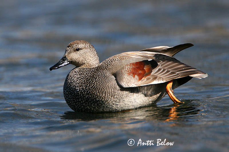 Avainsanat: Ànec griset Knarand Krakeend Gadwall Rääkspart Harmaasorsa Canard chipeau Schnatterente Kendermagos réce Gargönd Snadderand Frisada Anas strepera Anade Friso Snatterand