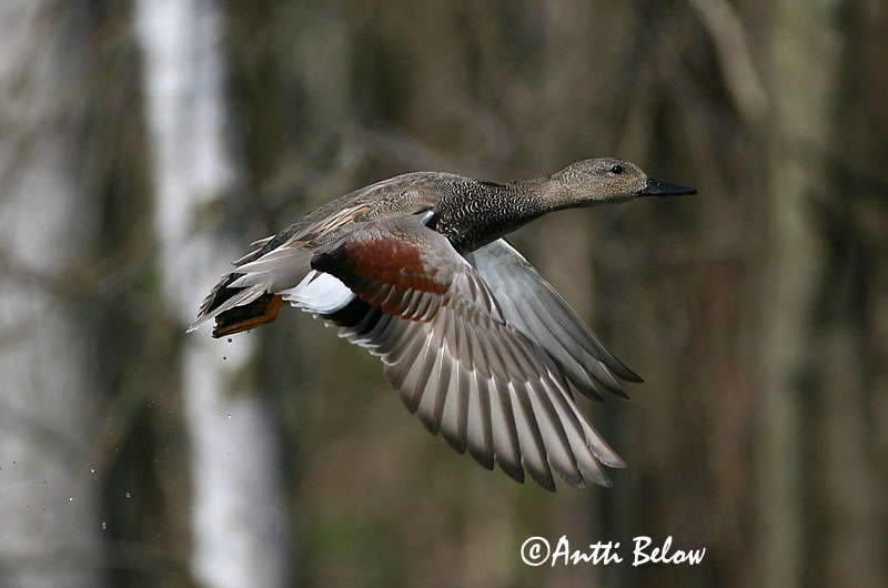 Avainsanat: Ànec griset Knarand Krakeend Gadwall Rääkspart Harmaasorsa Canard chipeau Schnatterente Kendermagos réce Gargönd Snadderand Frisada Anas strepera Anade Friso Snatterand