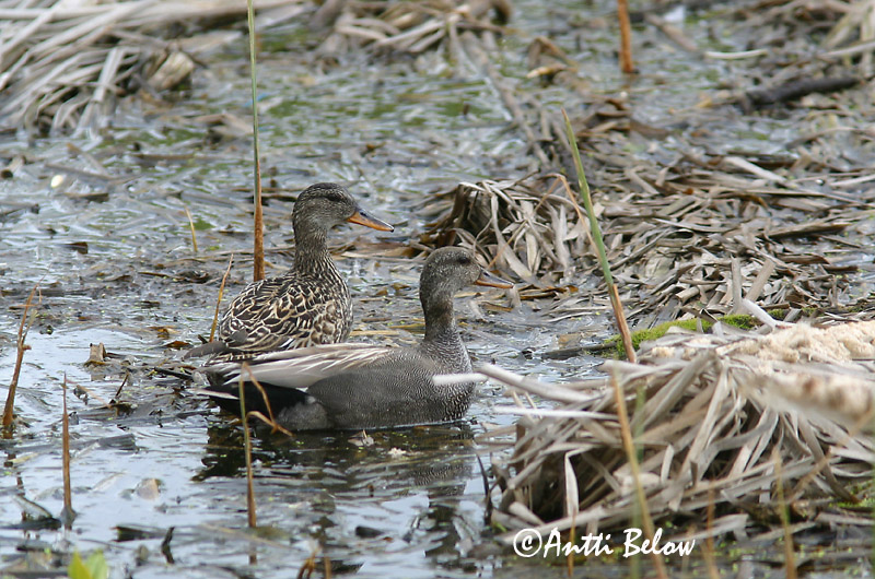 Avainsanat: Ànec griset Knarand Krakeend Gadwall Rääkspart Harmaasorsa Canard chipeau Schnatterente Kendermagos réce Gargönd Snadderand Frisada Anas strepera Anade Friso Snatterand