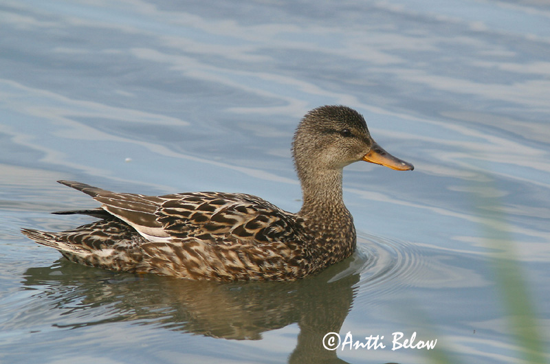 Avainsanat: Ànec griset Knarand Krakeend Gadwall Rääkspart Harmaasorsa Canard chipeau Schnatterente Kendermagos réce Gargönd Snadderand Frisada Anas strepera Anade Friso Snatterand