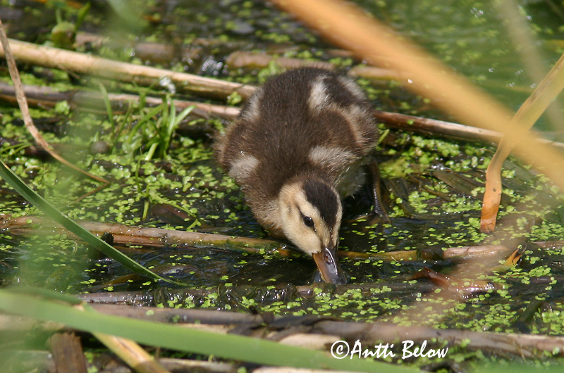 Avainsanat: Ànec griset Knarand Krakeend Gadwall Rääkspart Harmaasorsa Canard chipeau Schnatterente Kendermagos réce Gargönd Snadderand Frisada Anas strepera Anade Friso Snatterand