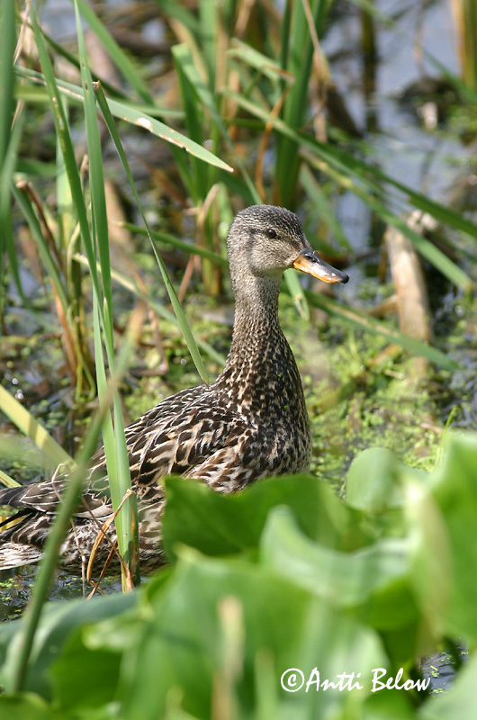 Avainsanat: Ànec griset Knarand Krakeend Gadwall Rääkspart Harmaasorsa Canard chipeau Schnatterente Kendermagos réce Gargönd Snadderand Frisada Anas strepera Anade Friso Snatterand