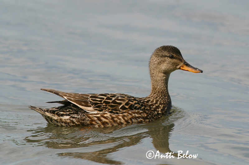 Avainsanat: Ànec griset Knarand Krakeend Gadwall Rääkspart Harmaasorsa Canard chipeau Schnatterente Kendermagos réce Gargönd Snadderand Frisada Anas strepera Anade Friso Snatterand