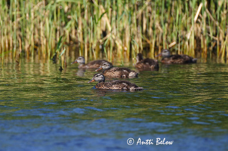 Avainsanat: Ànec griset Knarand Krakeend Gadwall Rääkspart Harmaasorsa Canard chipeau Schnatterente Kendermagos réce Gargönd Snadderand Frisada Anas strepera Anade Friso Snatterand