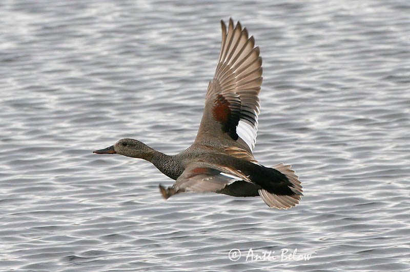 Avainsanat: Ànec griset Knarand Krakeend Gadwall Rääkspart Harmaasorsa Canard chipeau Schnatterente Kendermagos réce Gargönd Snadderand Frisada Anas strepera Anade Friso Snatterand