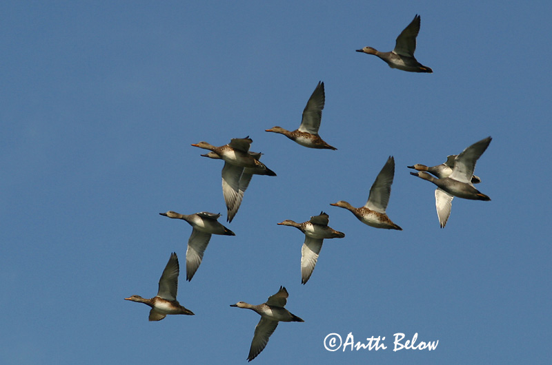 Avainsanat: Ànec griset Knarand Krakeend Gadwall Rääkspart Harmaasorsa Canard chipeau Schnatterente Kendermagos réce Gargönd Snadderand Frisada Anas strepera Anade Friso Snatterand