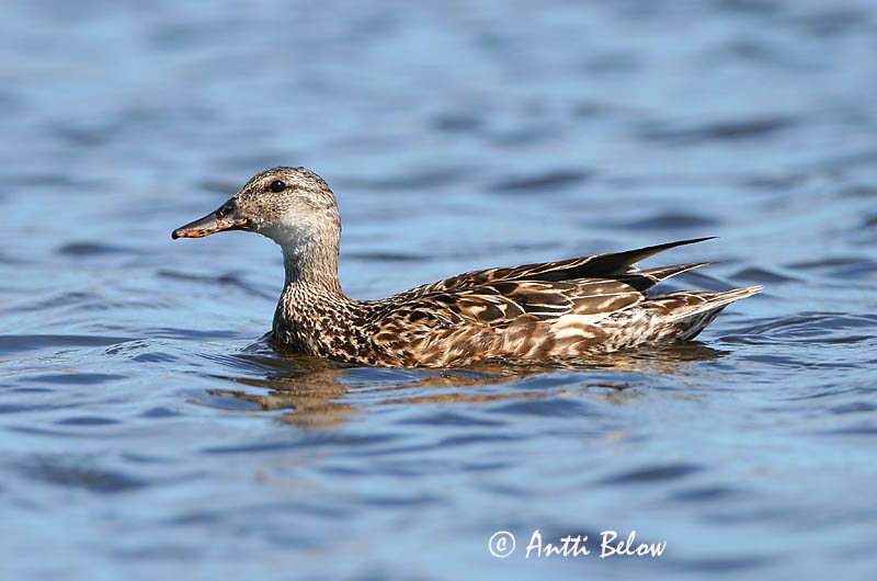 Avainsanat: Ànec griset Knarand Krakeend Gadwall Rääkspart Harmaasorsa Canard chipeau Schnatterente Kendermagos réce Gargönd Snadderand Frisada Anas strepera Anade Friso Snatterand