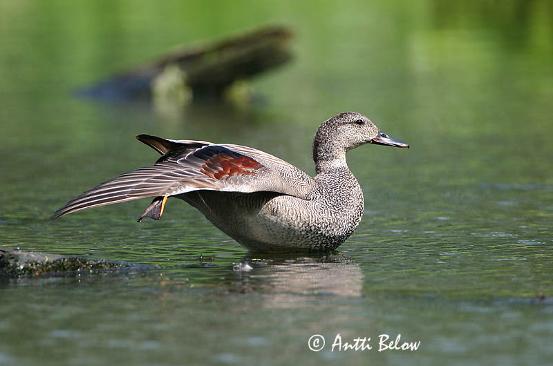 Avainsanat: Ànec griset Knarand Krakeend Gadwall Rääkspart Harmaasorsa Canard chipeau Schnatterente Kendermagos réce Gargönd Snadderand Frisada Anas strepera Anade Friso Snatterand