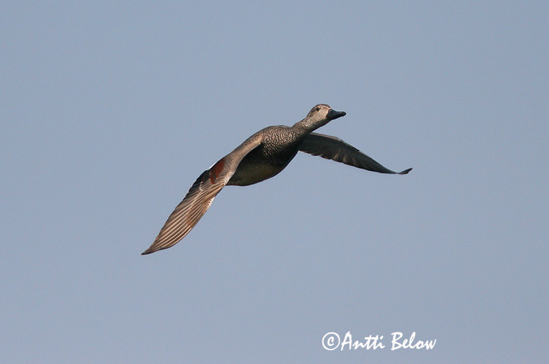 Avainsanat: Ànec griset Knarand Krakeend Gadwall Rääkspart Harmaasorsa Canard chipeau Schnatterente Kendermagos réce Gargönd Snadderand Frisada Anas strepera Anade Friso Snatterand