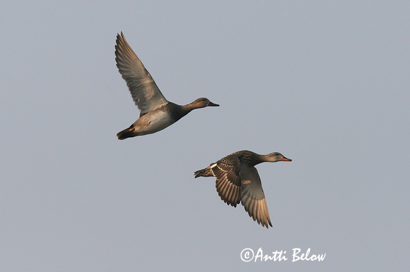Avainsanat: Ànec griset Knarand Krakeend Gadwall Rääkspart Harmaasorsa Canard chipeau Schnatterente Kendermagos réce Gargönd Snadderand Frisada Anas strepera Anade Friso Snatterand
