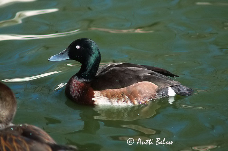 in Beijing Zoo
Avainsanat: Baers Witoogeend Baer's Pochard Kiinansotka Fuligule de Baer Aythya baeri Amurdykand