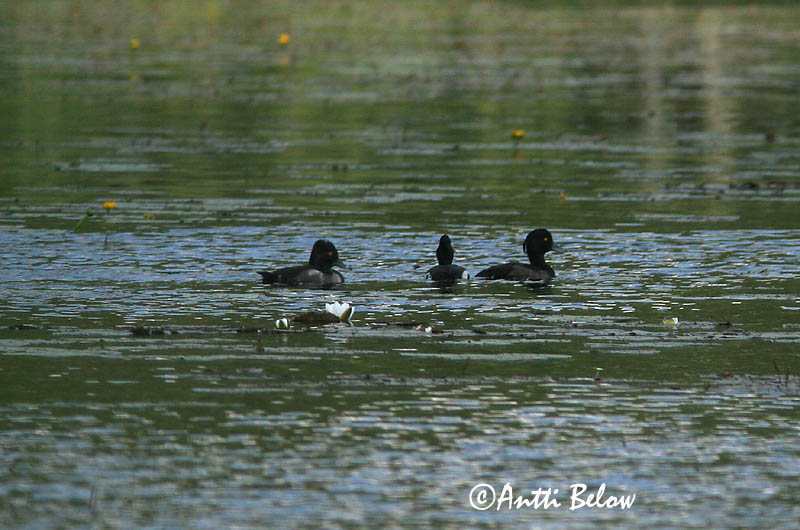 Avainsanat: Morell de collar Halsbåndtroldand Ringsnaveleend Ring-necked Duck Amerikantukkasotka Fuligule à bec cerclé Ringschnabelente Örvös réce Hringönd Ringand Zarro-de-colar Aythya collaris Porrón Acollarado Ringand