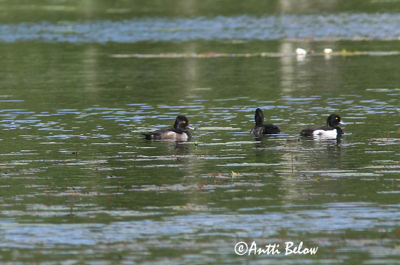 Avainsanat: Morell de collar Halsbåndtroldand Ringsnaveleend Ring-necked Duck Amerikantukkasotka Fuligule à bec cerclé Ringschnabelente Örvös réce Hringönd Ringand Zarro-de-colar Aythya collaris Porrón Acollarado Ringand