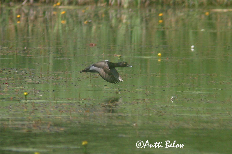 Avainsanat: Morell de collar Halsbåndtroldand Ringsnaveleend Ring-necked Duck Amerikantukkasotka Fuligule à bec cerclé Ringschnabelente Örvös réce Hringönd Ringand Zarro-de-colar Aythya collaris Porrón Acollarado Ringand