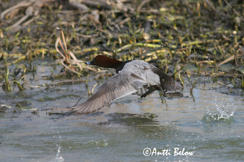 Avainsanat: Morell cap-roig Taffeland Tafeleend Common Pochard Punapea-vart Punasotka Fuligule milouin Tafelente Barátréce Skutulönd Taffeland Zarro-comum Aythya ferina Porrón Europeo Brunand