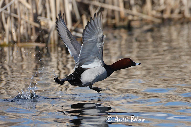 Avainsanat: Morell cap-roig Taffeland Tafeleend Common Pochard Punapea-vart Punasotka Fuligule milouin Tafelente Barátréce Skutulönd Taffeland Zarro-comum Aythya ferina Porrón Europeo Brunand