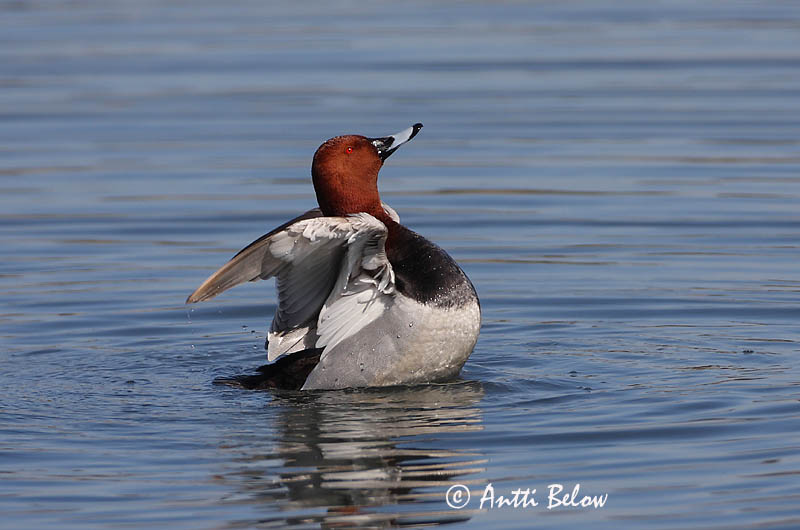 Avainsanat: Morell cap-roig Taffeland Tafeleend Common Pochard Punapea-vart Punasotka Fuligule milouin Tafelente Barátréce Skutulönd Taffeland Zarro-comum Aythya ferina Porrón Europeo Brunand