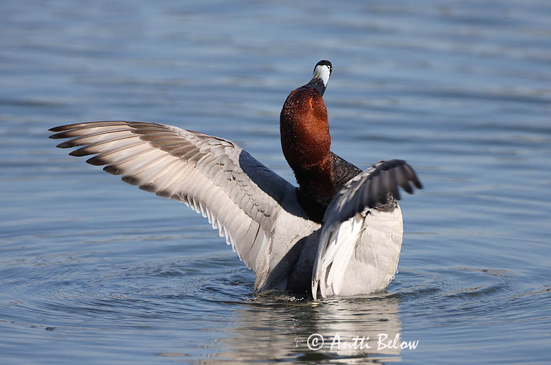 Avainsanat: Morell cap-roig Taffeland Tafeleend Common Pochard Punapea-vart Punasotka Fuligule milouin Tafelente Barátréce Skutulönd Taffeland Zarro-comum Aythya ferina Porrón Europeo Brunand